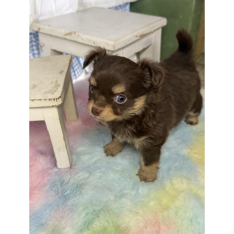 販売中の宮崎県のチワワ(ロングコート)-446279の5枚目