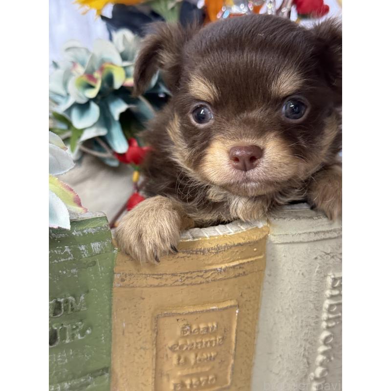 販売中の宮崎県のチワワ(ロングコート)-446279の4枚目