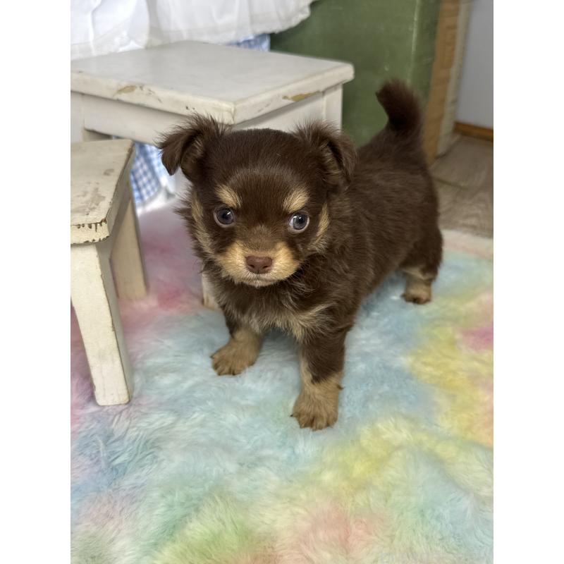 販売中の宮崎県のチワワ(ロングコート)-446279の3枚目