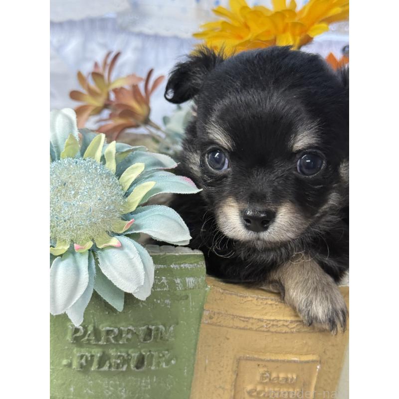 販売中の宮崎県のチワワ(ロングコート)-446280の7枚目