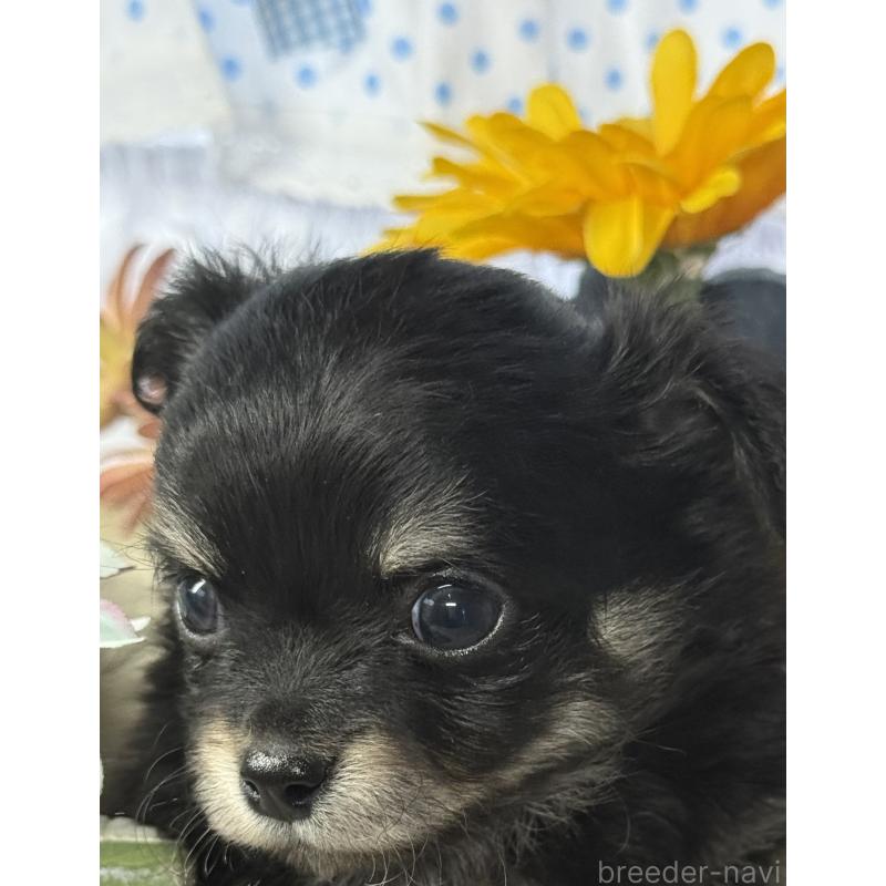 販売中の宮崎県のチワワ(ロングコート)-446280の5枚目