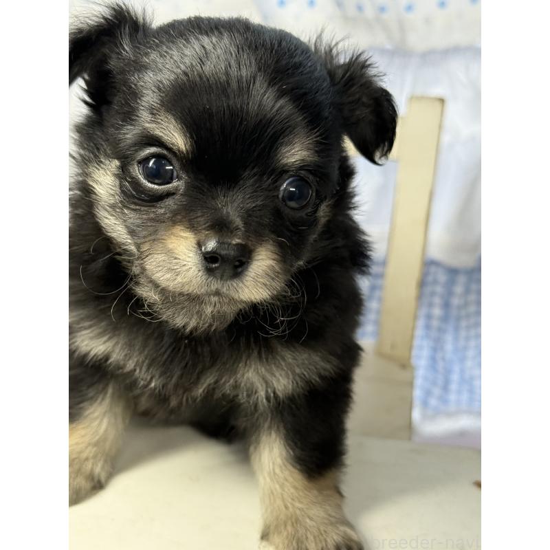 販売中の宮崎県のチワワ(ロングコート)-446280の4枚目