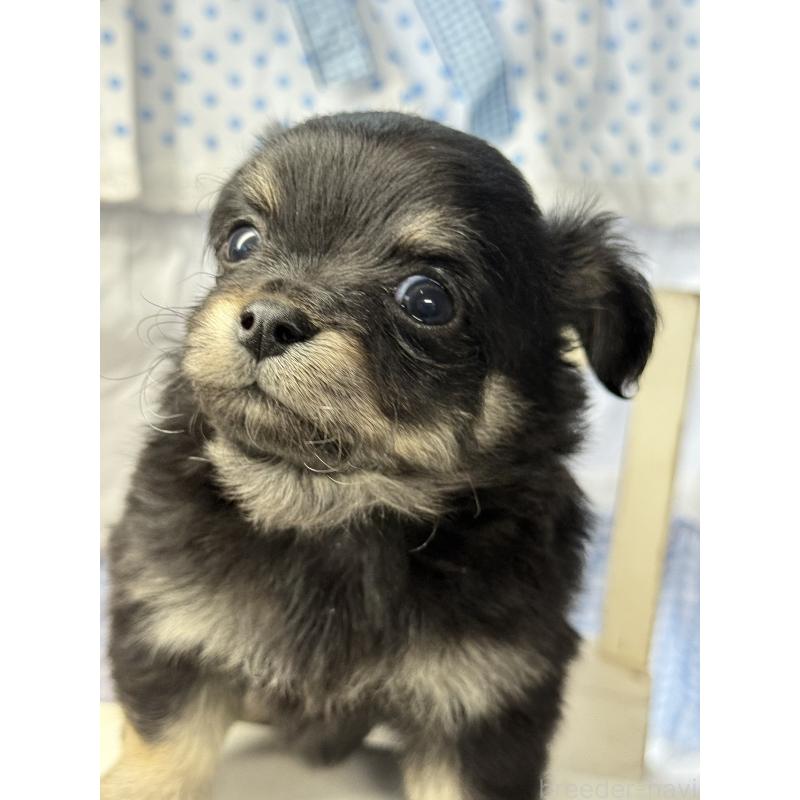 販売中の宮崎県のチワワ(ロングコート)-446280の3枚目