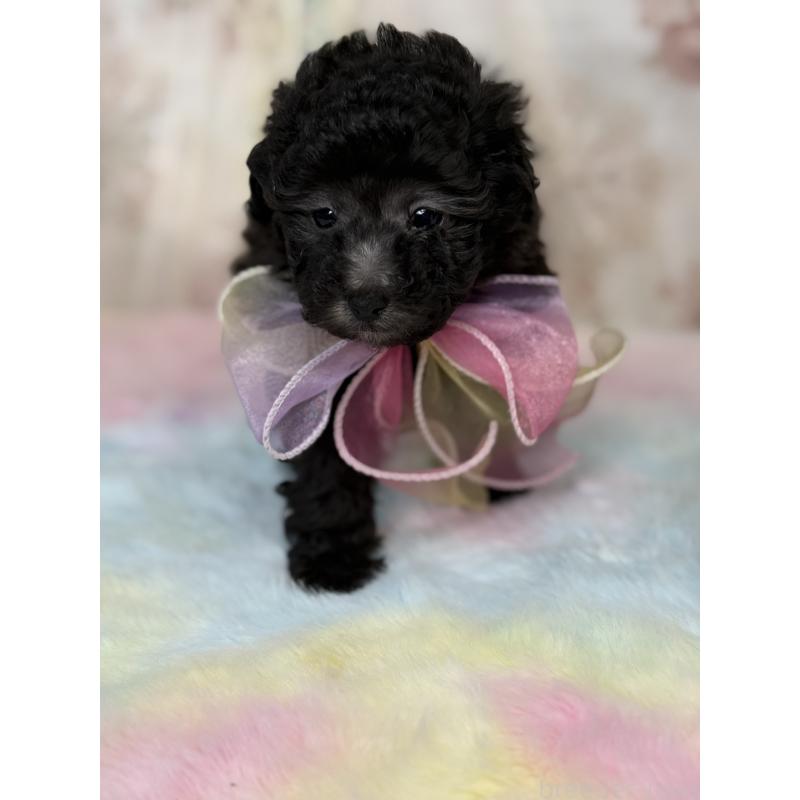 販売中の宮崎県のタイニープードル-446282の7枚目