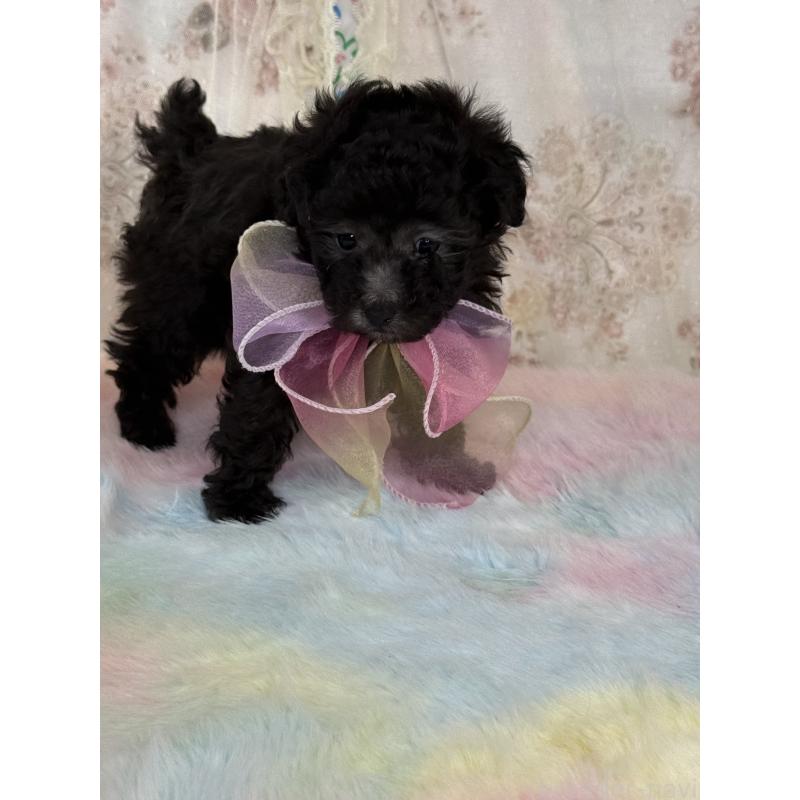 販売中の宮崎県のタイニープードル-446282の6枚目