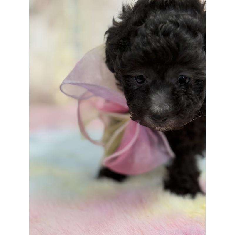 販売中の宮崎県のタイニープードル-446282の3枚目