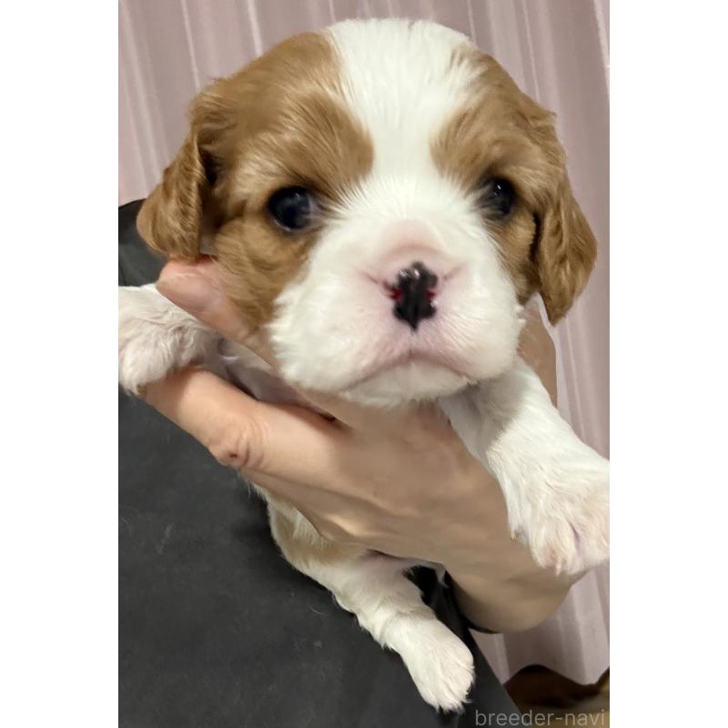 販売中の茨城県のキャバリアキングチャールズスパニエル-446281の8枚目