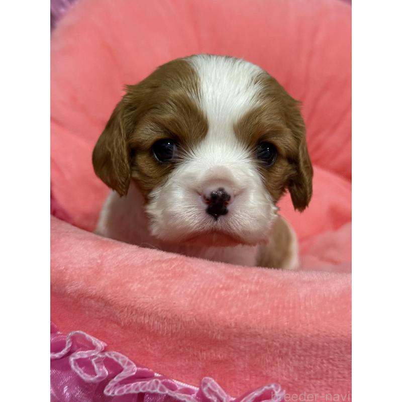 販売中の茨城県のキャバリアキングチャールズスパニエル-446281の7枚目