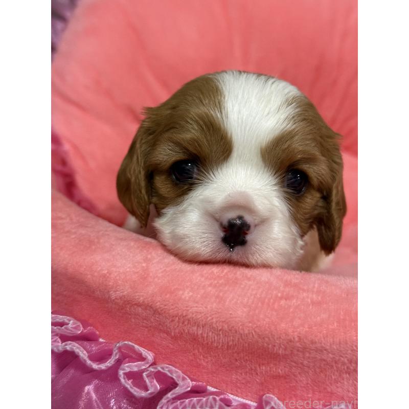 販売中の茨城県のキャバリアキングチャールズスパニエル-446281の6枚目