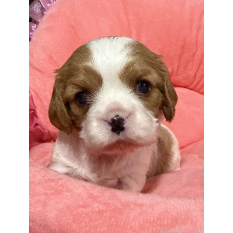 販売中の茨城県のキャバリアキングチャールズスパニエル-446281の5枚目