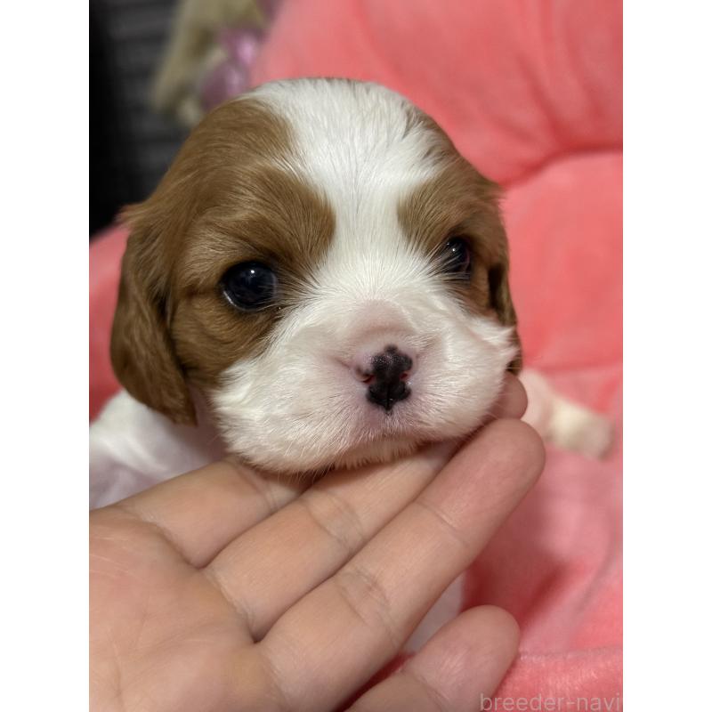 販売中の茨城県のキャバリアキングチャールズスパニエル-446281の4枚目