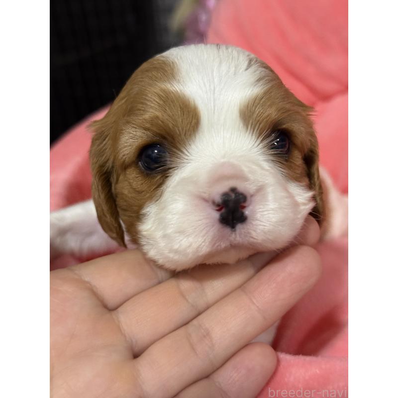 販売中の茨城県のキャバリアキングチャールズスパニエル-446281の3枚目