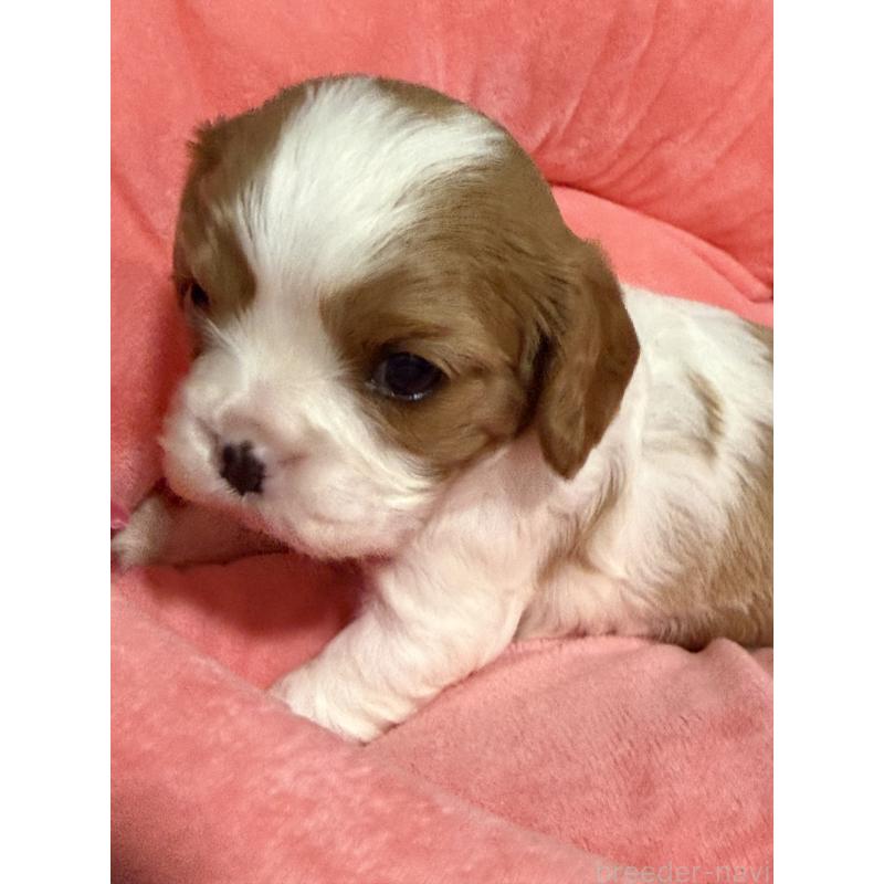 販売中の茨城県のキャバリアキングチャールズスパニエル-446281の2枚目