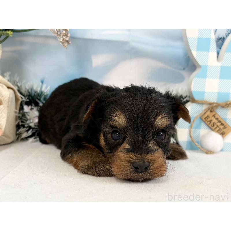 販売中の秋田県のヨークシャーテリア-446325の5枚目