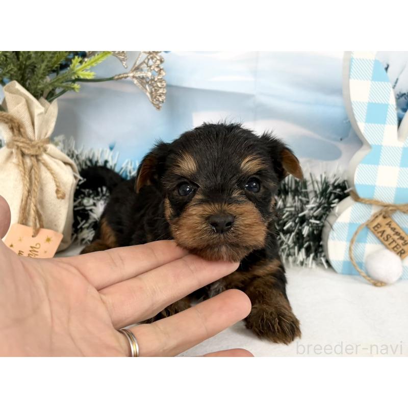 販売中の秋田県のヨークシャーテリア-446325