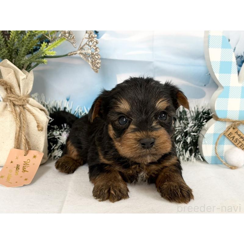 販売中の秋田県のヨークシャーテリア-446325の4枚目