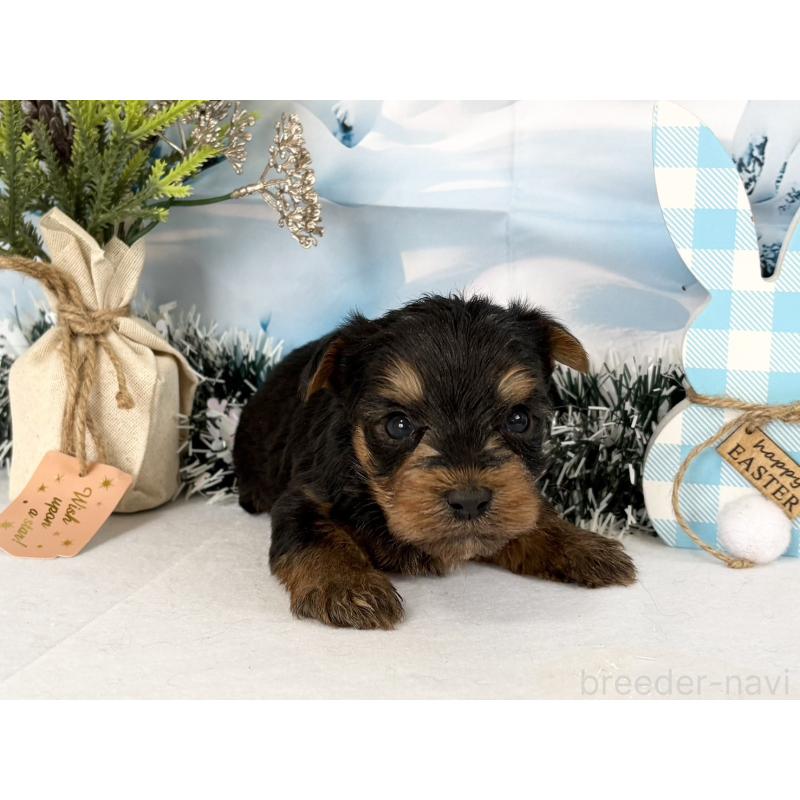 販売中の秋田県のヨークシャーテリア-446325の3枚目