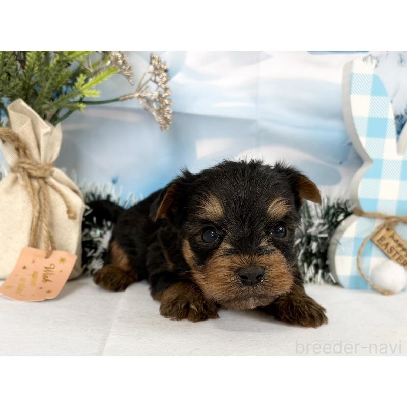 販売中の秋田県のヨークシャーテリア-446325の2枚目