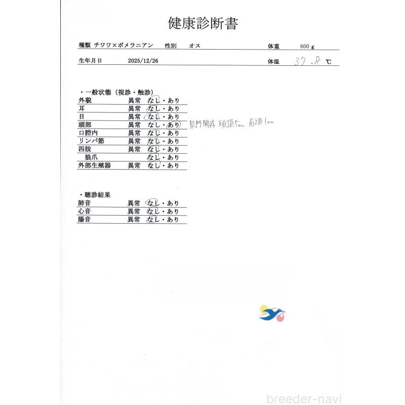 販売中の群馬県のポメチワ:ポメラニアン×チワワ-446328の2枚目