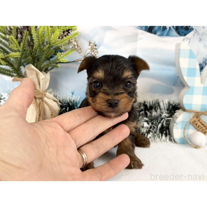 販売中の秋田県のヨークシャーテリア-446327