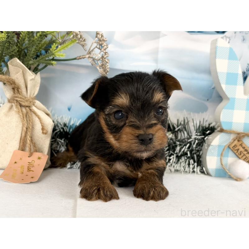 販売中の秋田県のヨークシャーテリア-446327の5枚目