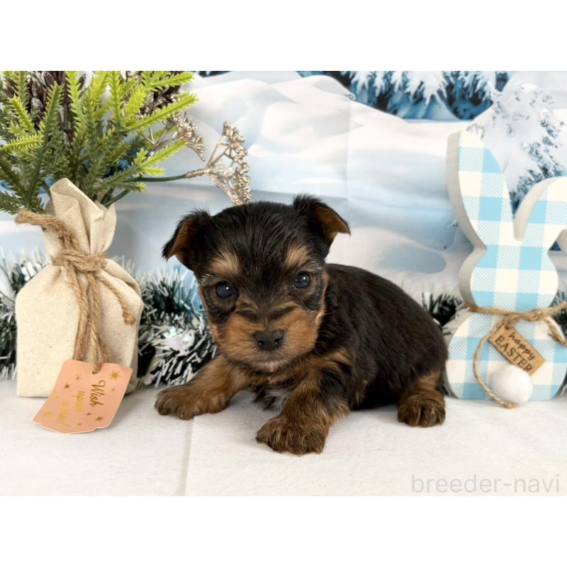 販売中の秋田県のヨークシャーテリア-446327の4枚目