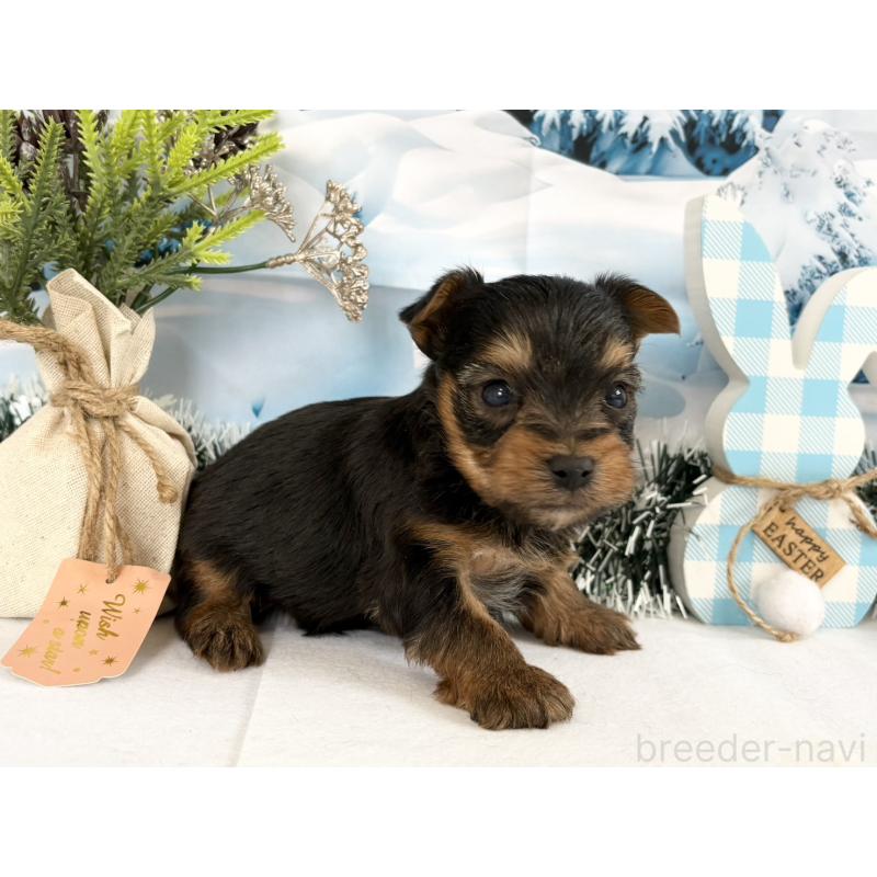 販売中の秋田県のヨークシャーテリア-446327の3枚目