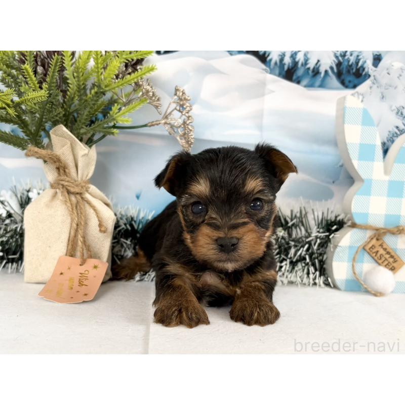 販売中の秋田県のヨークシャーテリア-446327の2枚目