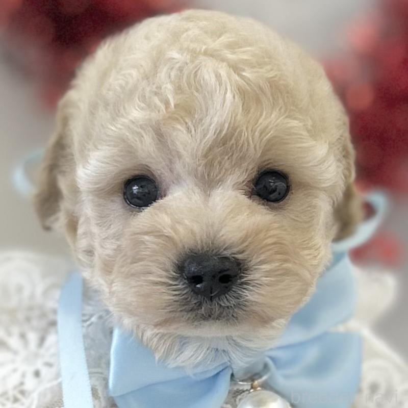 販売中の愛知県のトイプードル-446330の1枚目