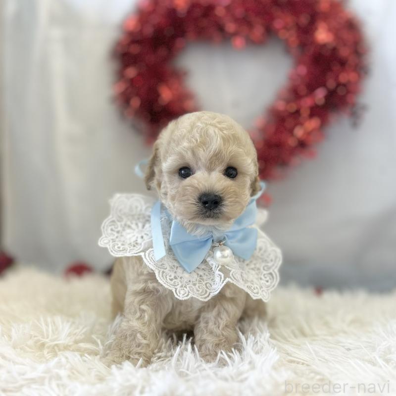 販売中の愛知県のトイプードル-446330の5枚目