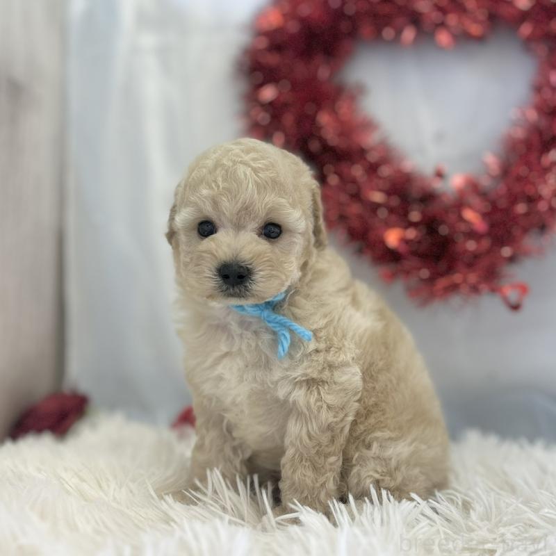 販売中の愛知県のトイプードル-446330の4枚目