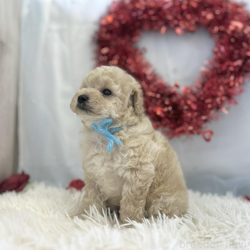 販売中の愛知県のトイプードル-446330の3枚目