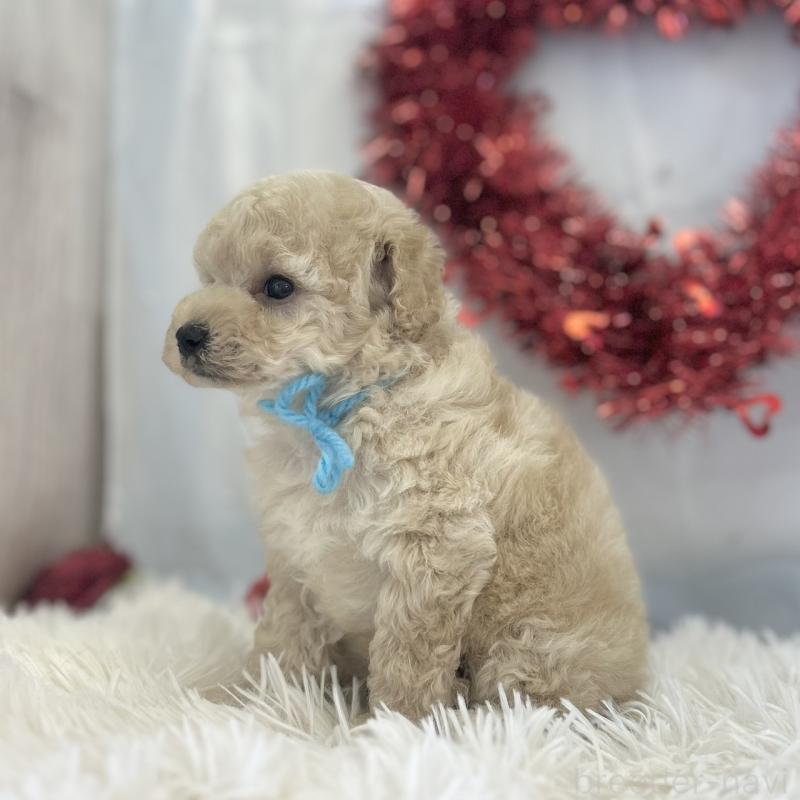 販売中の愛知県のトイプードル-446330の2枚目