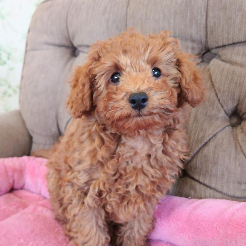 販売中の埼玉県のタイニープードル-437389の3枚目