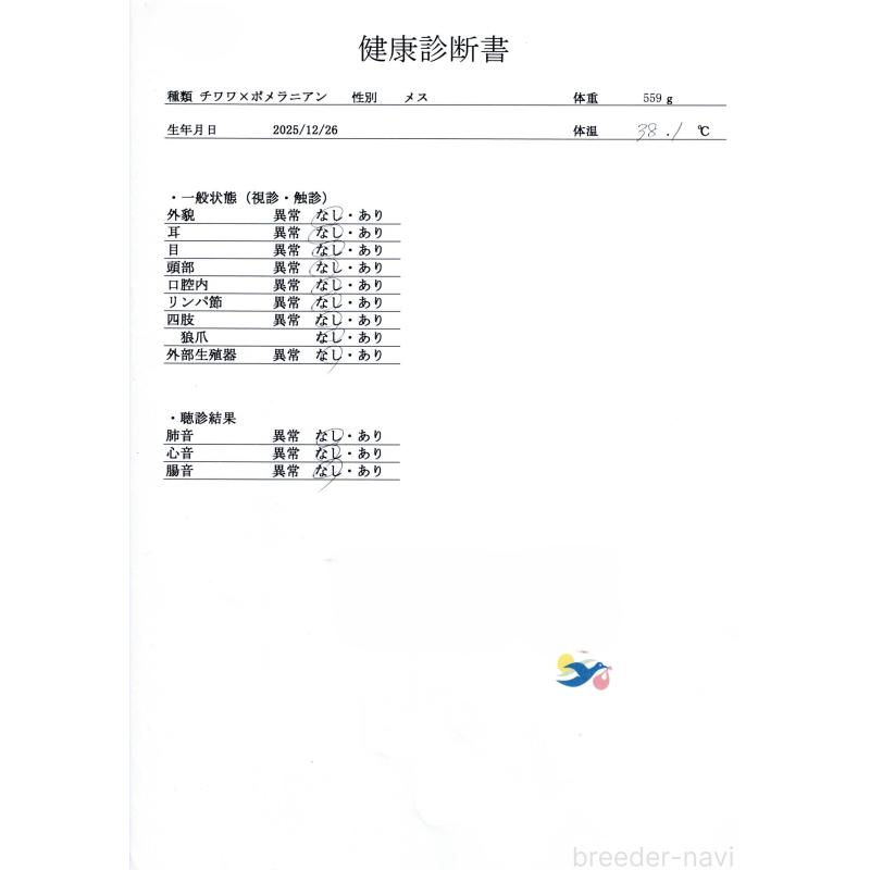 販売中の群馬県のポメチワ:ポメラニアン×チワワ-446332の2枚目