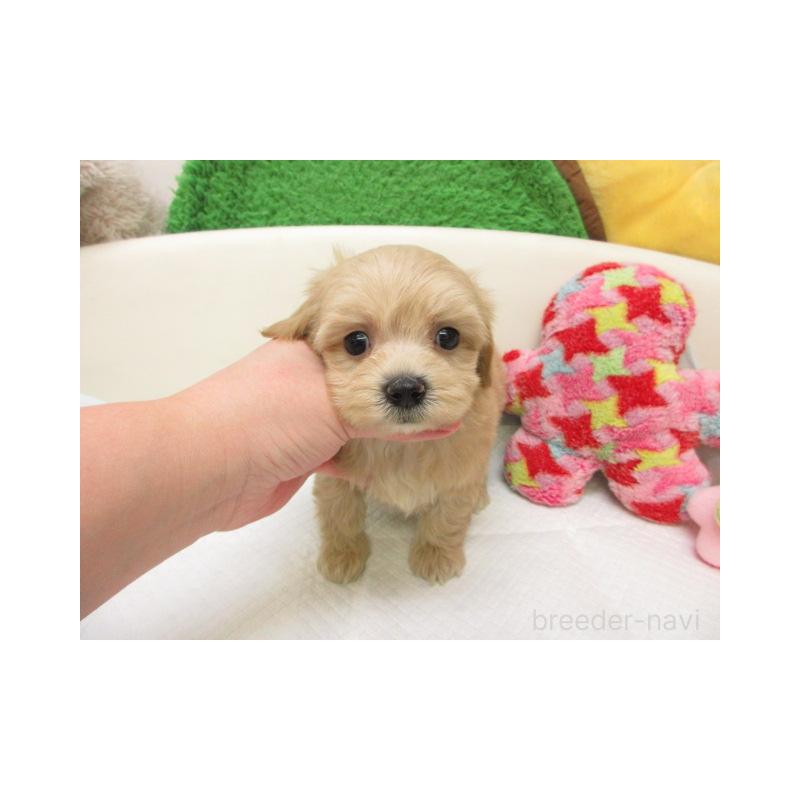 販売中の大阪府のマルプー:マルチーズ×トイプードル-446331の2枚目