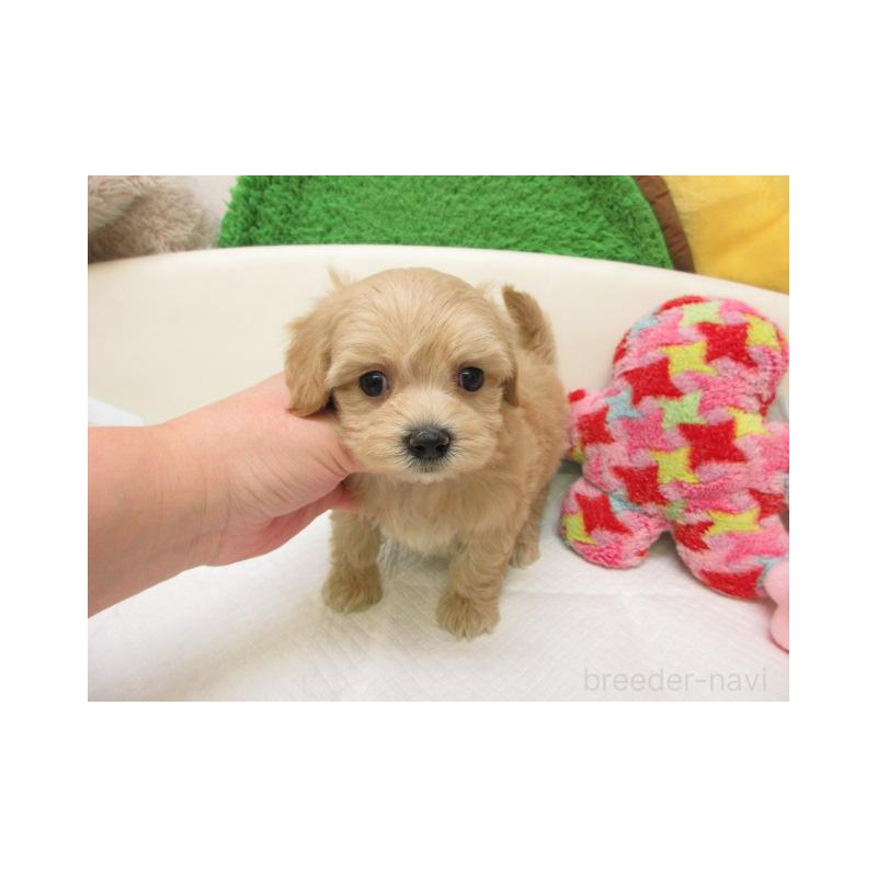 販売中の大阪府のマルプー:マルチーズ×トイプードル-446331