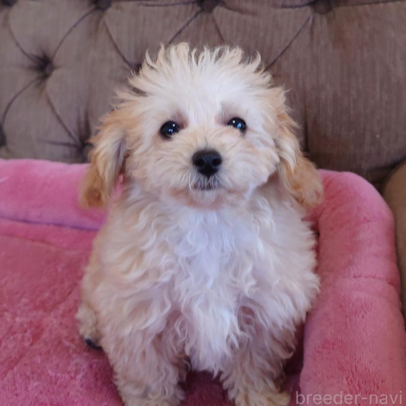 販売中の埼玉県のタイニープードル-437394の3枚目