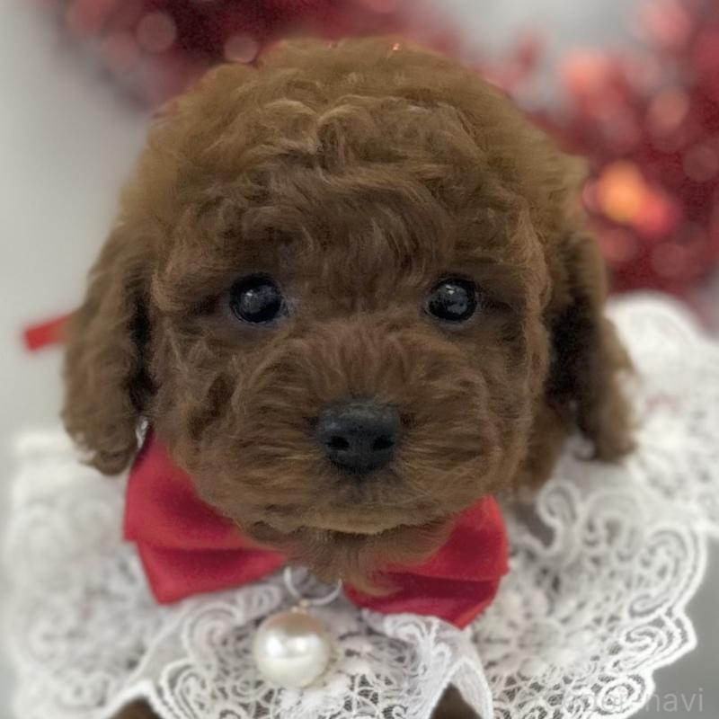 販売中の愛知県のトイプードル-446333
