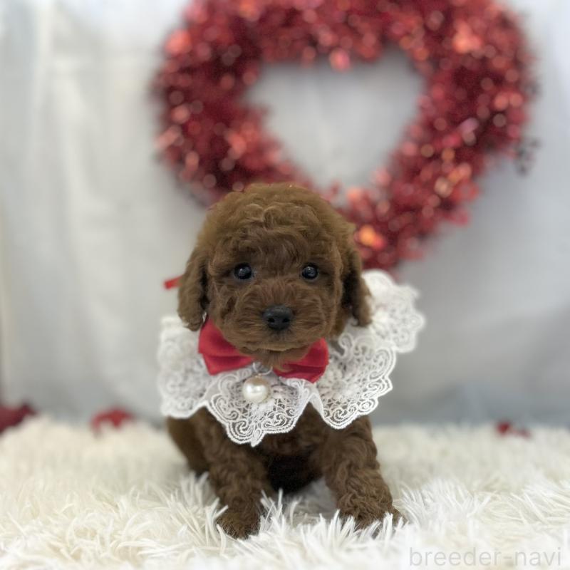 販売中の愛知県のトイプードル-446333の6枚目