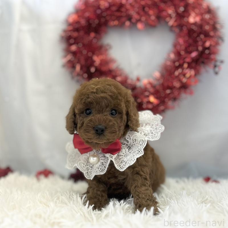 販売中の愛知県のトイプードル-446333の5枚目