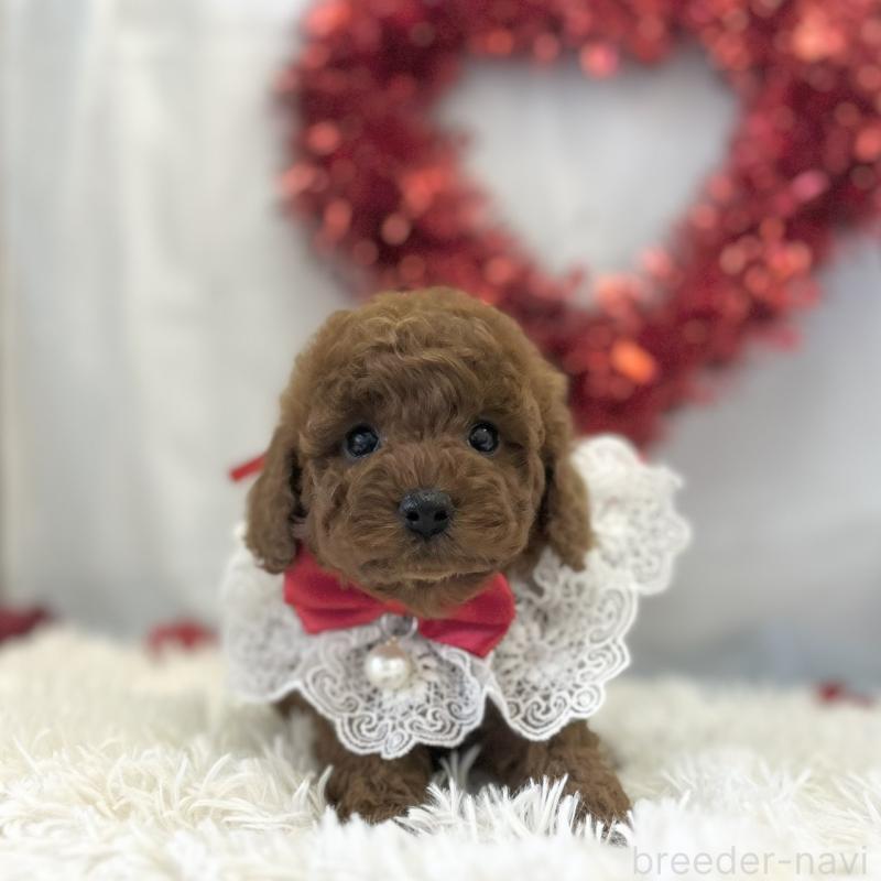 販売中の愛知県のトイプードル-446333の4枚目