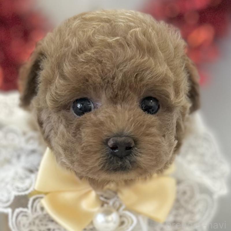 販売中の愛知県のトイプードル-446334