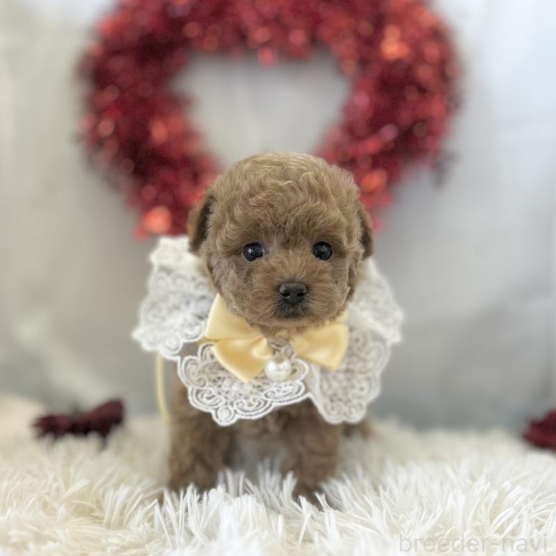 販売中の愛知県のトイプードル-446334の6枚目