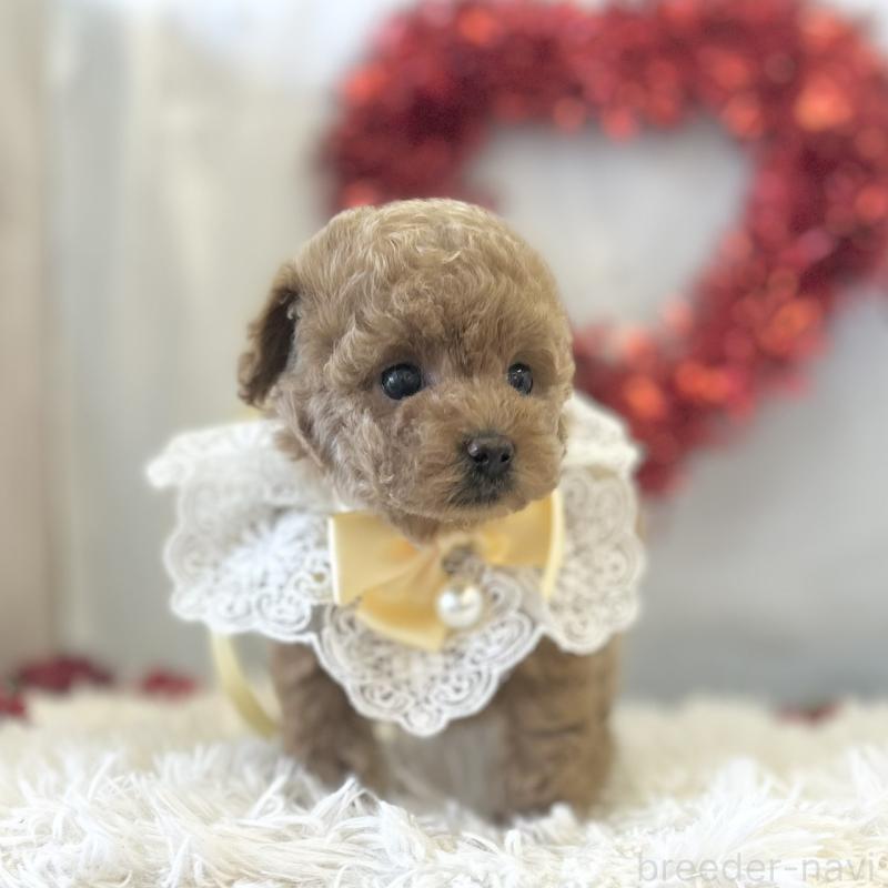 販売中の愛知県のトイプードル-446334の4枚目