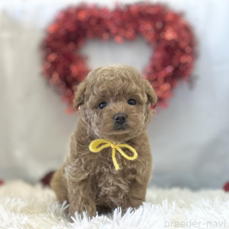 販売中の愛知県のトイプードル-446334の3枚目