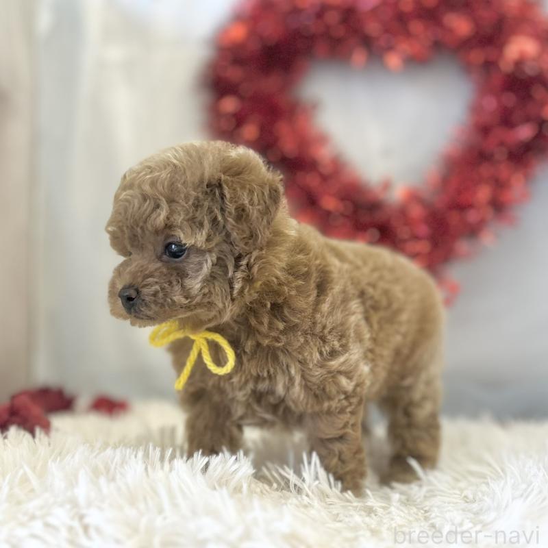 販売中の愛知県のトイプードル-446334の2枚目