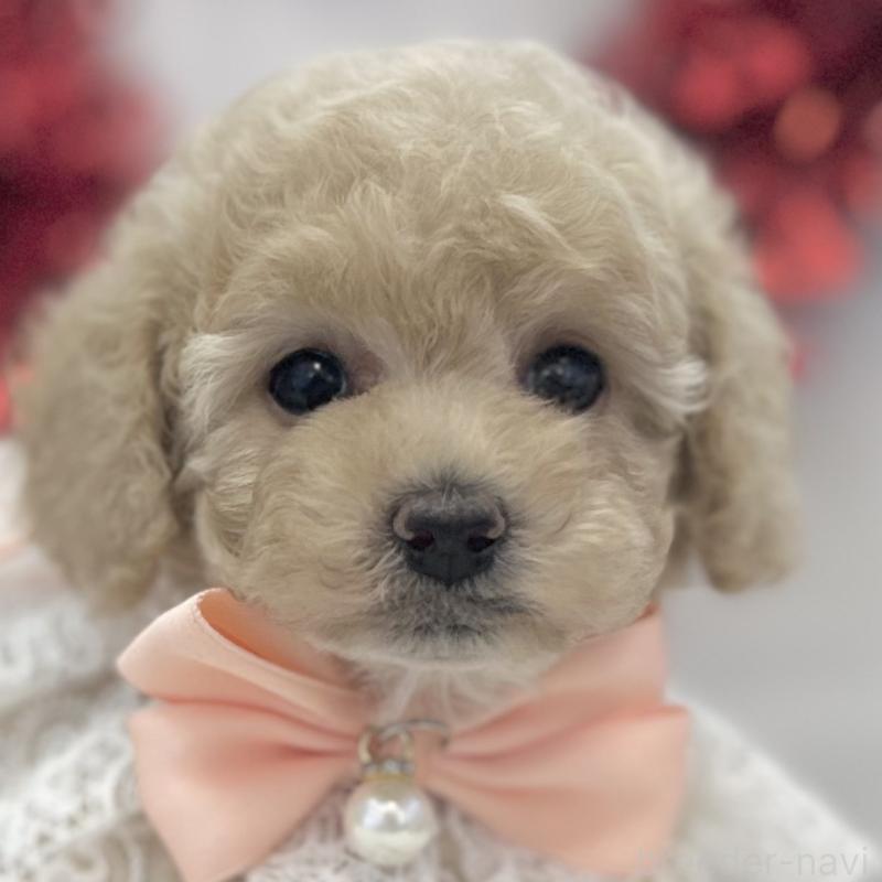 販売中の愛知県のトイプードル-446335