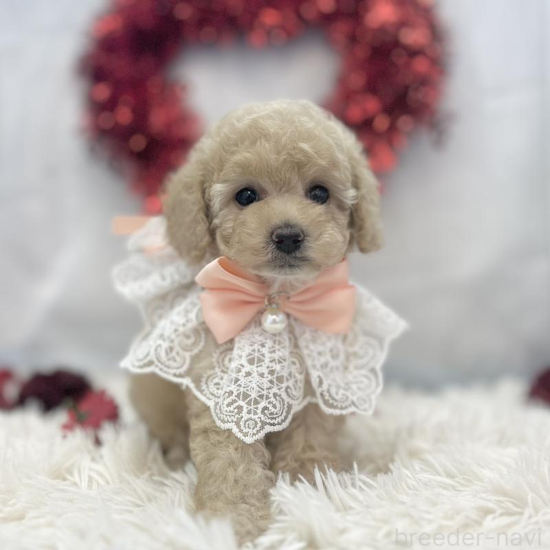 販売中の愛知県のトイプードル-446335の6枚目