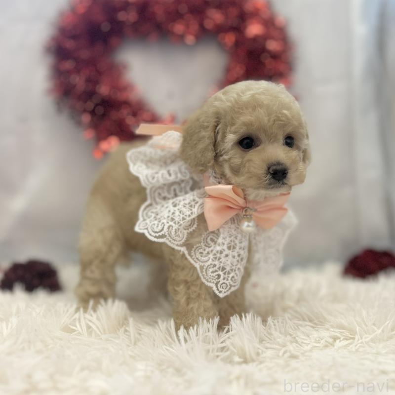 販売中の愛知県のトイプードル-446335の4枚目